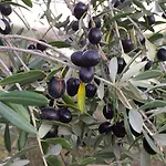 Il Poggiarello *