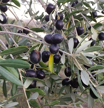 Il Poggiarello *