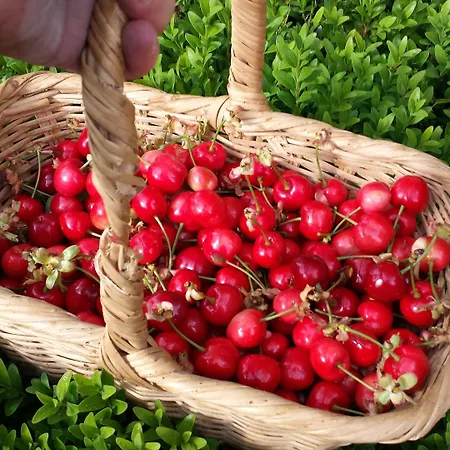 Il Poggiarello Фермерський будинок Сієна