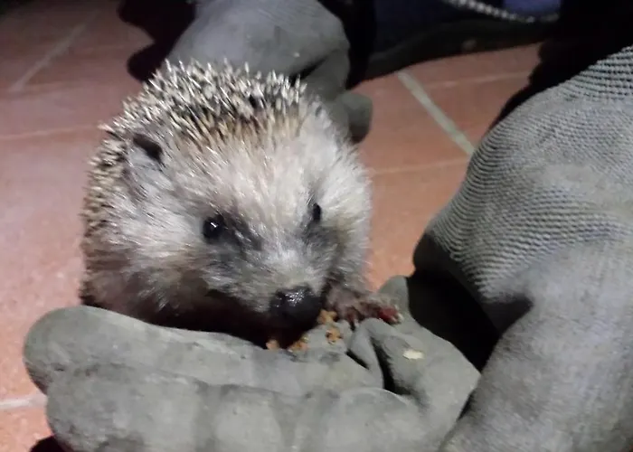 Vakantieboerderij Il Poggiarello *