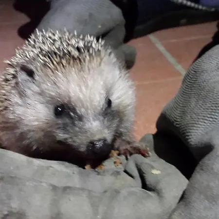 Κατάλυμα σε φάρμα Il Poggiarello *